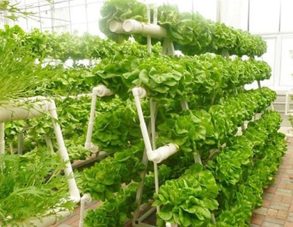 Lắp đặt hệ thống trồng rau thủy canh tại Hải Phòng